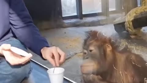 Monkey Reaction to People's