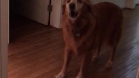 Silly old golden retriever screams at owner