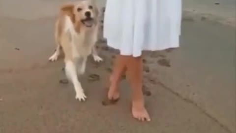 Dancing Doggo