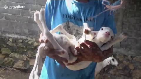 Goat born with 7 legs and 'multiple sexes' in Indonesia