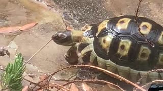 Tortoise having a bath