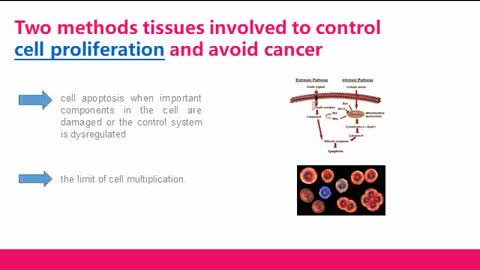 Mouse Tumor Cells