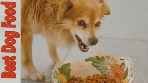 Which Dog Food Is Best? Dry vs Wet vs Dehydrated