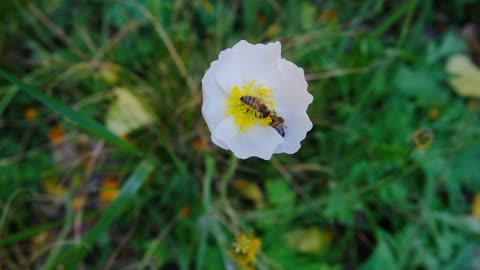 Bee with flower!!