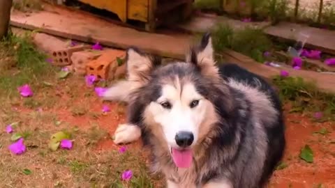 Dogs and Puppies Beautiful Animal Footage