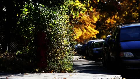 Air Blows Up Tree In Morning clean street