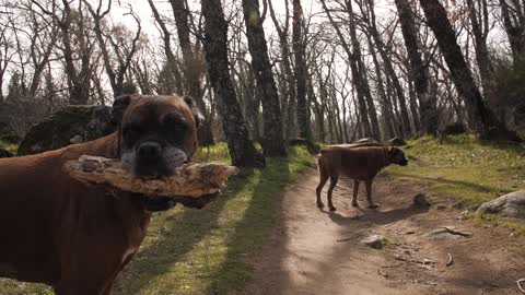 dogs in in the forest