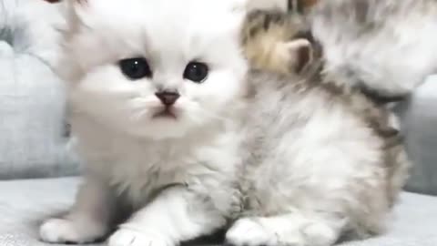 Funny and Cute Cats Videos #140 │ Gadis Sekarwangi