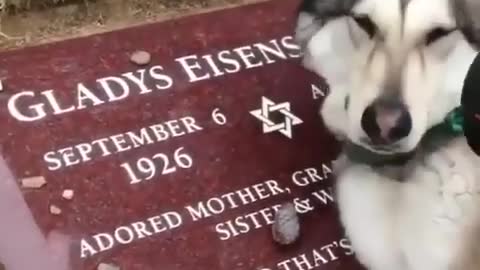 Dog Crying on His Owners Death