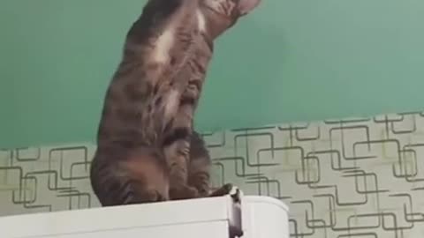 Cat Trying to Change a Lightbulb | Funny Cat Video