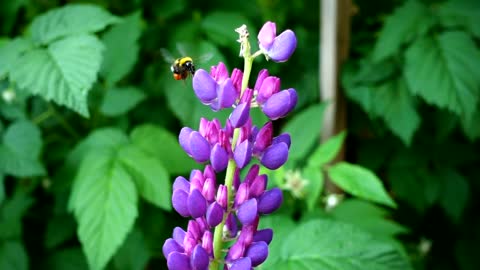 Bee flying around purple flowers