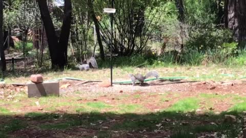 Squirrels invading the bird feeder