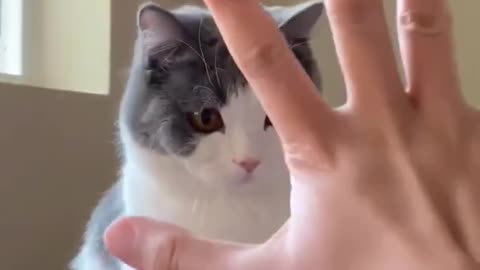 Funny cat videos