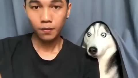 Husky Reacts to Magic Trick | Husky Funny Moments #2