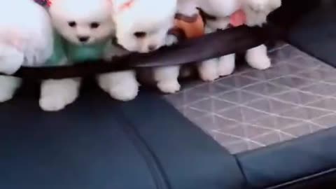 Baby Dogs Very Cute Puppy Car Driving Video