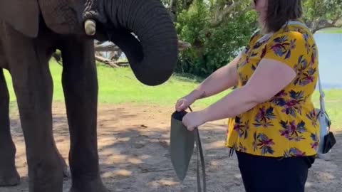 Elephant interaction