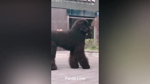 Gigantic Poodle at its cuteness