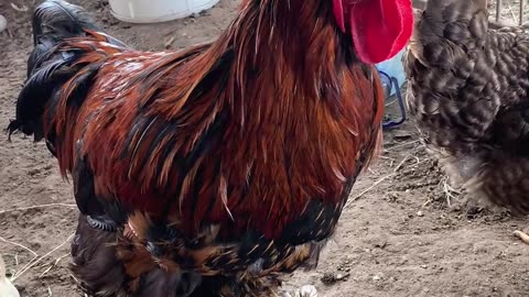 Meet My Chickens - Volcan Panama Tierras Altas Chiriqui