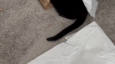 Adopting a Cat from a Shelter Vlog - Precious Piper Makes a Cat Tunnel in the Office #shorts