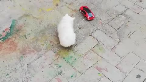 Cute Cats Play Toy Car || Cats Funny Video🐈