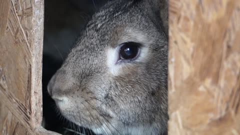 Close _up Footage Of A Rabbit Inside A Wooden Pet House