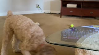 Doggy Jumps for Joy While Watching Horse Race