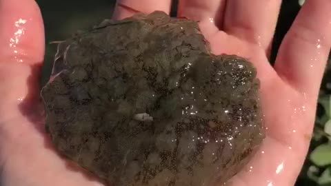 Sea hare was found in Nighthawk Bay in the Upper Laguna Madre