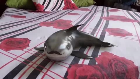 Mustache shark Shark Mustache Sibyl shark Sibyl shark Shark reaction Funny shark