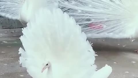 Beautiful peacock dance