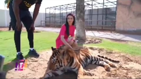 Dubai 🇦🇪 King 👑 Sheikh Nawab With White Tiger 🐯 Lion 🦁 White Tiger 🐅 #Dubai #shorts