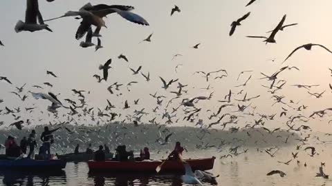 a flock of seagulls flying in flocks adorn the waters, it's really beautiful and charming