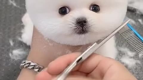 Haircut to cute Pomeranian puppy🥰