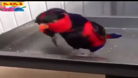 Unbelievably dancing birds so funny