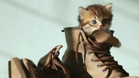 a cute cat playing inside a shoe