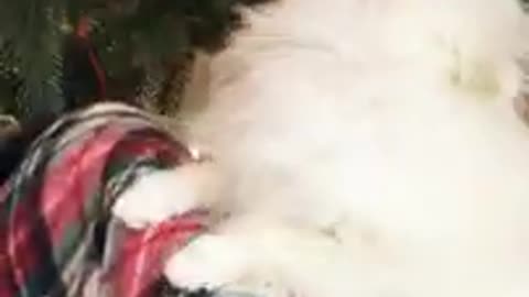 Funny cat videos funny dog video cat's meow meow meow 😺😺😺😺