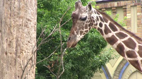 Hungry Giraffe chewing on empty branches