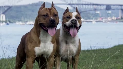 Don’t Watch Top 10 Most Aggressive Dog Breeds In the World