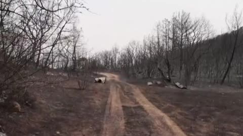 Scientists say, "burying trees can reduce global warming as well."