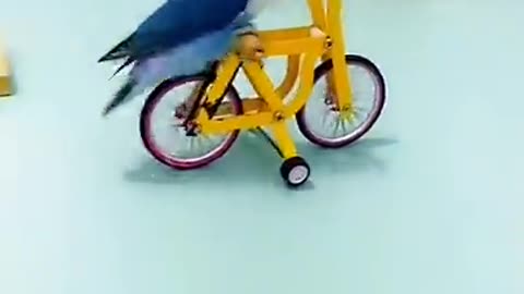 Best and Funny Parrots and Cute Birds Compilation (2021) - Cutest Parrots