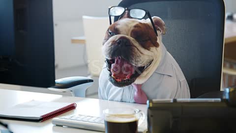 British Bulldog Sitting At A Desk In An Office Working Stock Video