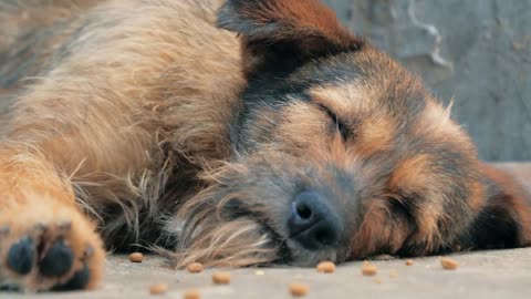 Lonely stray dog lying on the floor in shelter, suffering hungry miserable life