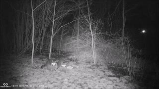 Backyard Trail Cams - Raccoon Double Trouble