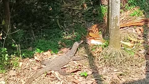 Indian monitor lizard