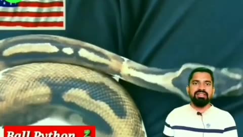 Facts videos about snakes #facts #factsvideos #videos