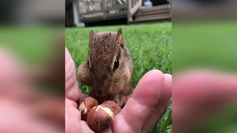 Cute Squirrel Coudn't take it slow