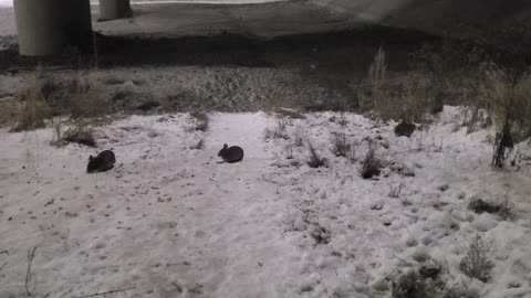 Wild Rabbit Winter Journey Day 6 Part 4