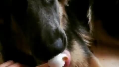 That Dog Like to eat ice cream So hard