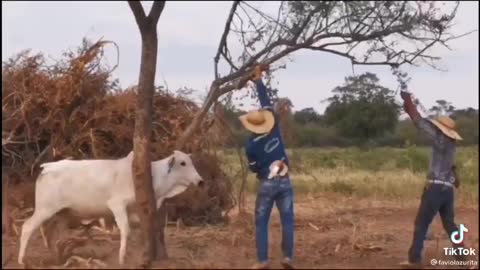 Cow attacks two guys after freeing her from the tree!