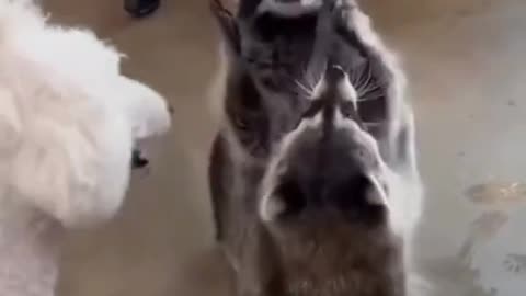 Vídeo animais engraçados