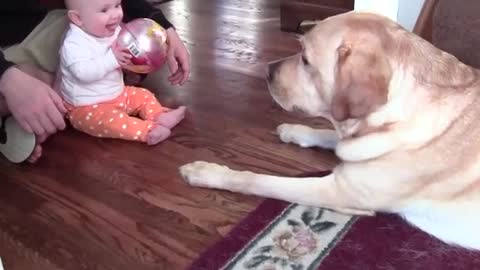 Labrador plays ball with 6 month old baby girl and gets a lot of giggles.